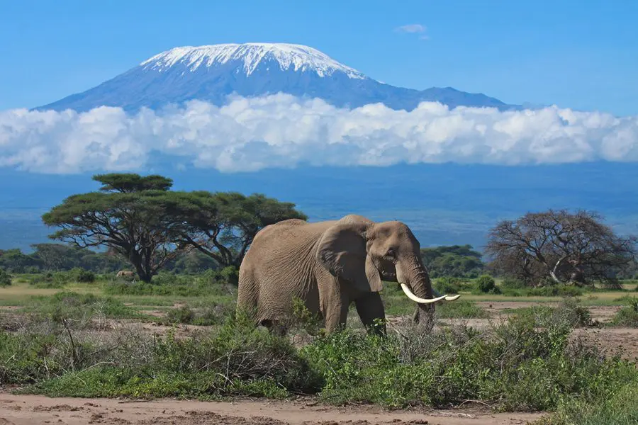 shutterstock_60854839_kili